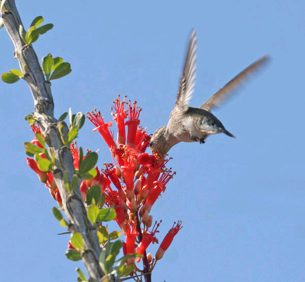 colibri .jpg