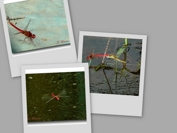 collage11.jpg
