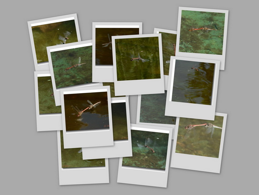 collage14.jpg