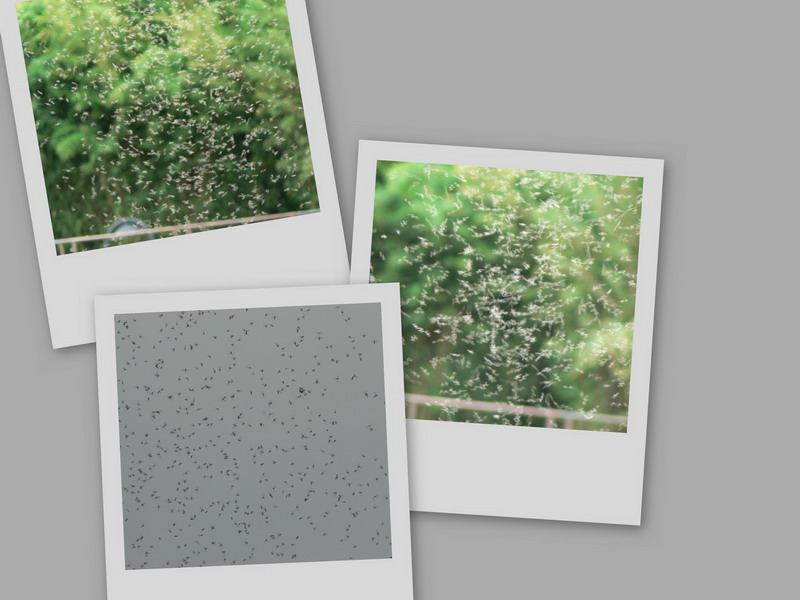 collage1.jpg
