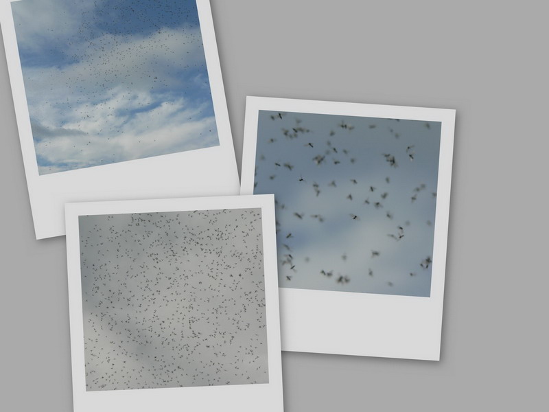 collage2.jpg