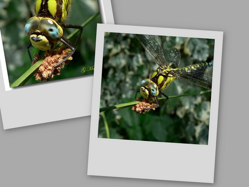 collage4.jpg