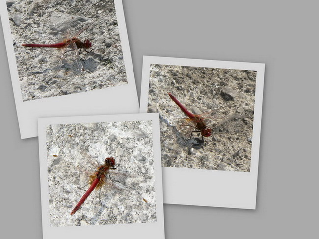 collage5.jpg