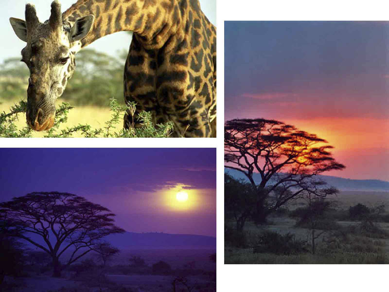 collage80.jpg