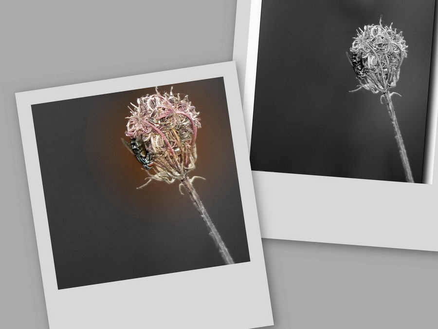 collage8.jpg