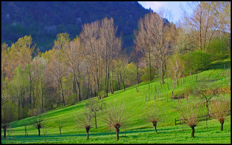 Collina in verde.jpg