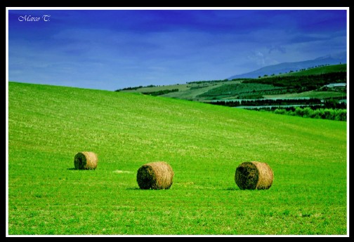 Collinetta 2-2.jpg