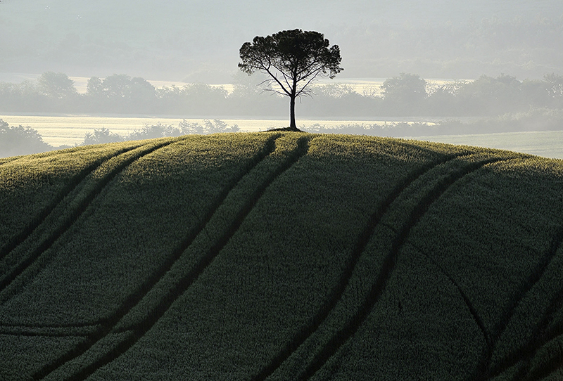collinettacorr.jpg