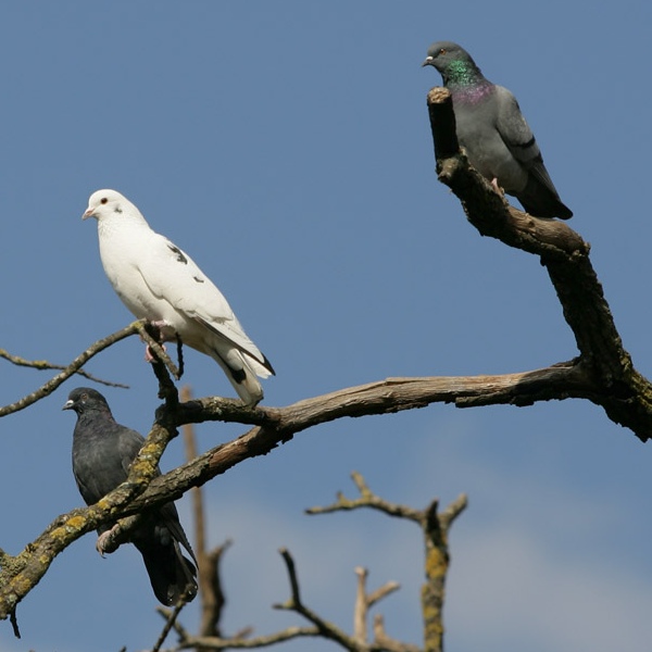 colombe.jpg