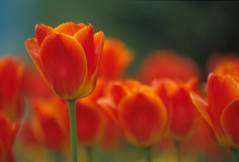 Colore-3.jpg