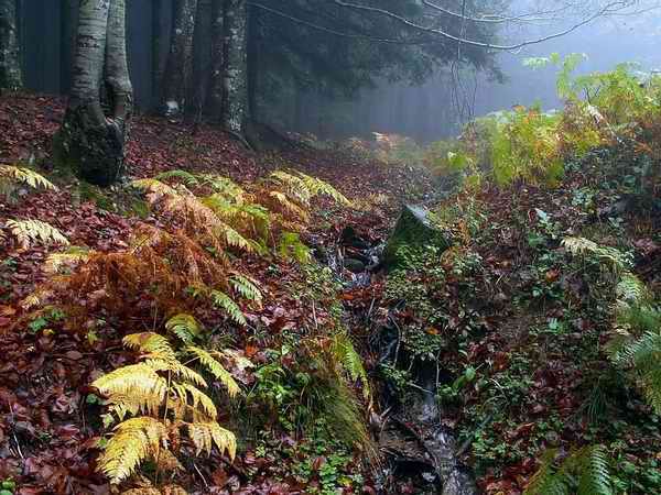 Colori d'autunno -Z3.jpg