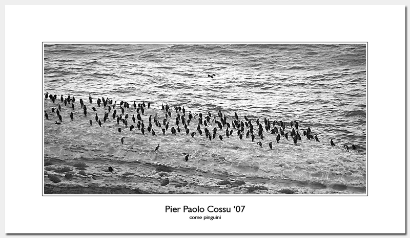 come-pinguini.jpg