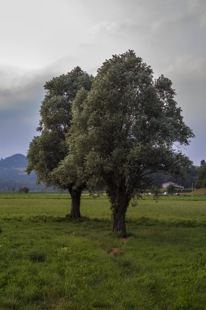 con la luce naturale.jpg