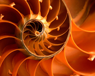 conchiglia.jpg