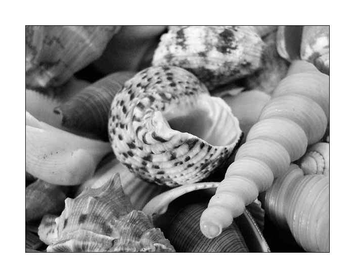 conchiglie.jpg