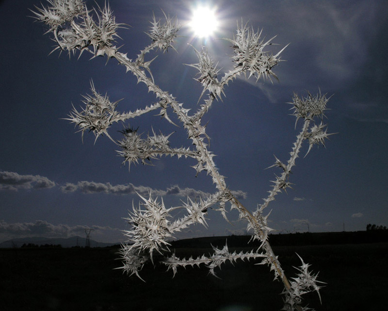 controluce spinosa.jpg