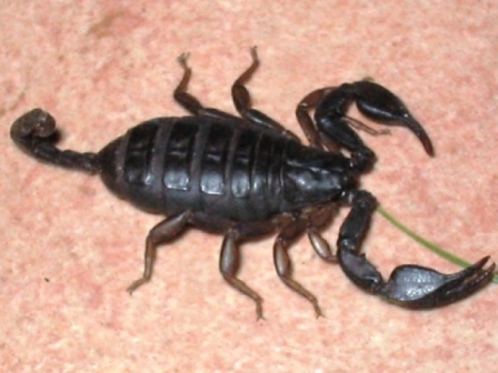 Copia di 102_0231.JPG