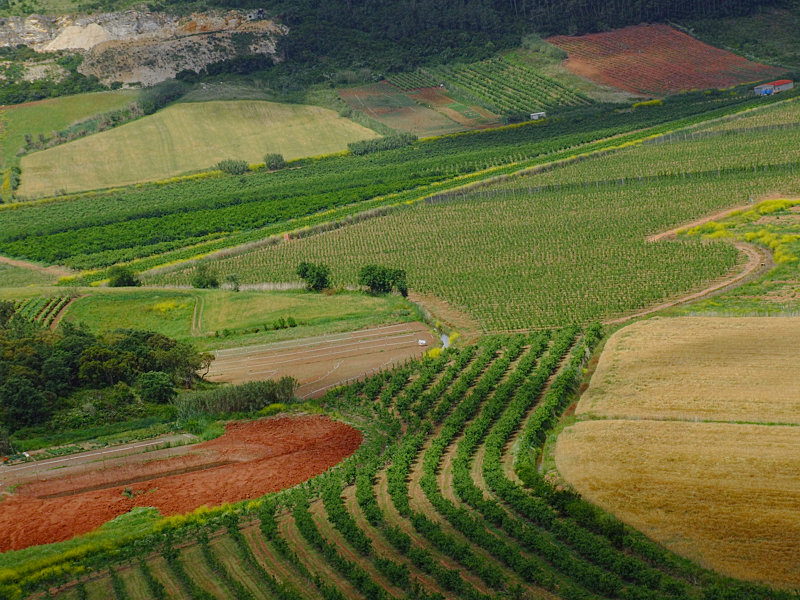 COPIA DI CAMPI A OBIDOS.JPG