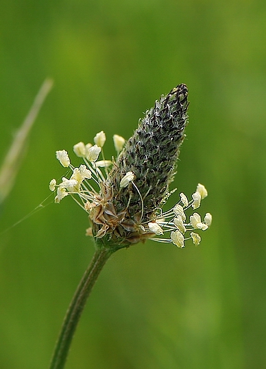 Copia di DSC_4026.JPG