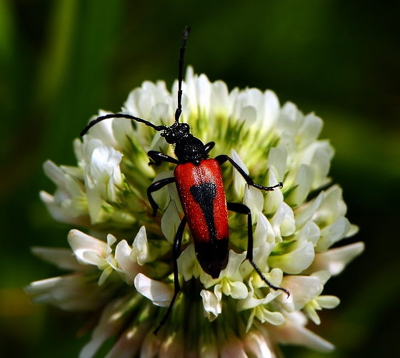 Copia di DSC_5013.JPG