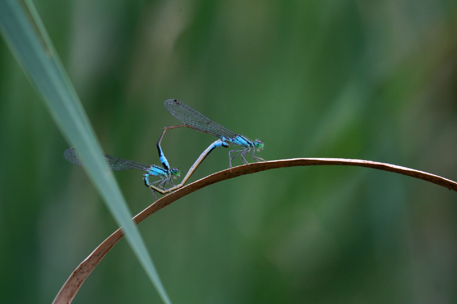 Copia di IMG_7016.JPG