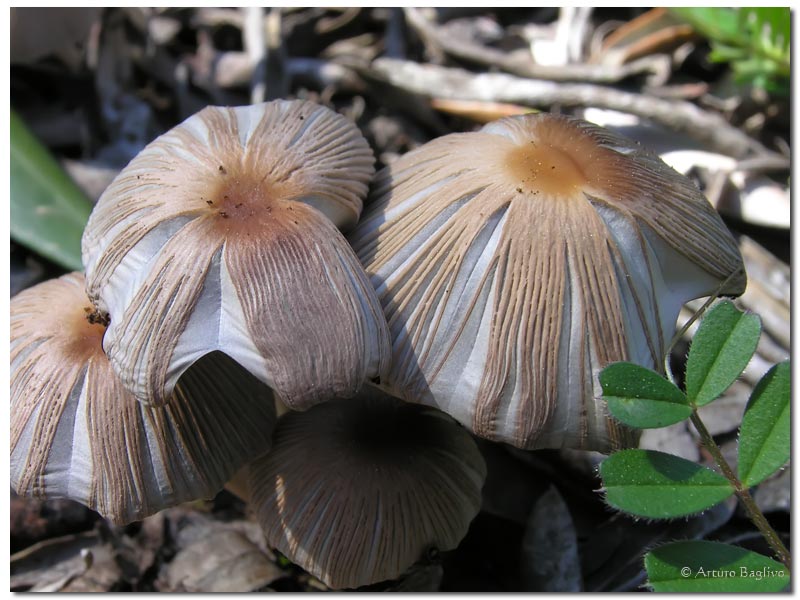 Coprinus-plicatilis_01.jpg
