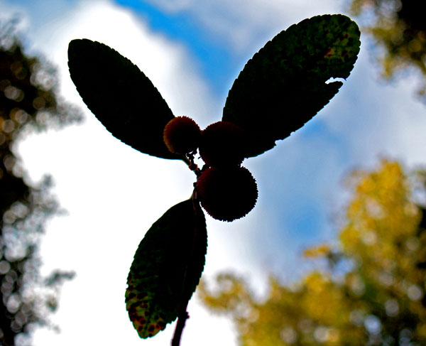 corbcontroluce.jpg