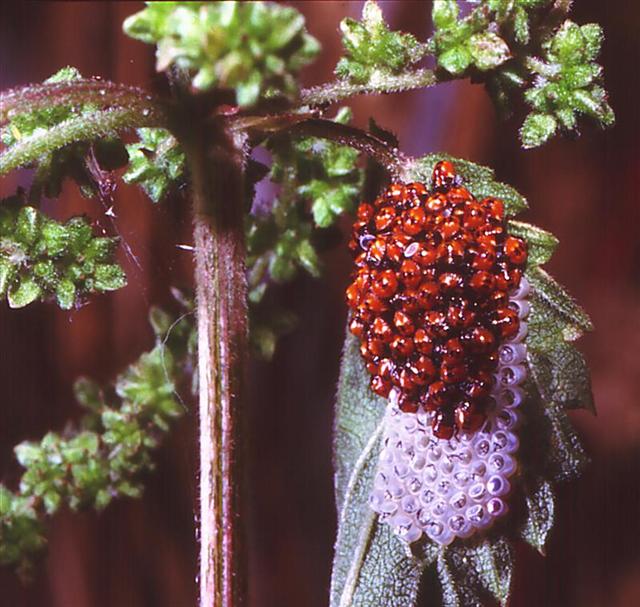 coreus marginatus 0001 (Medium) (Small).jpg