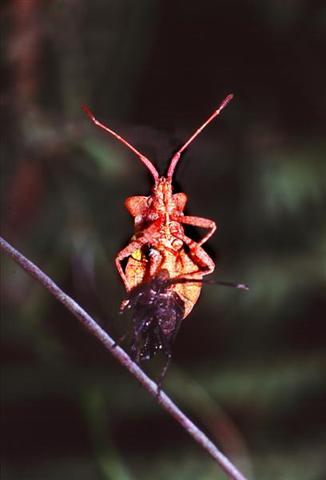 Coreus marginatus 1 (Medium) (Small).jpg