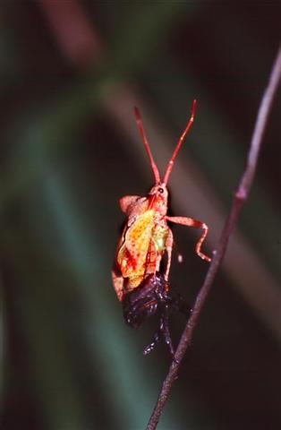 coreus marginatus 2 (Medium) (Small).jpg