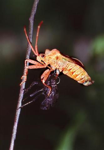 coreus marginatus (Medium) (Small).jpg