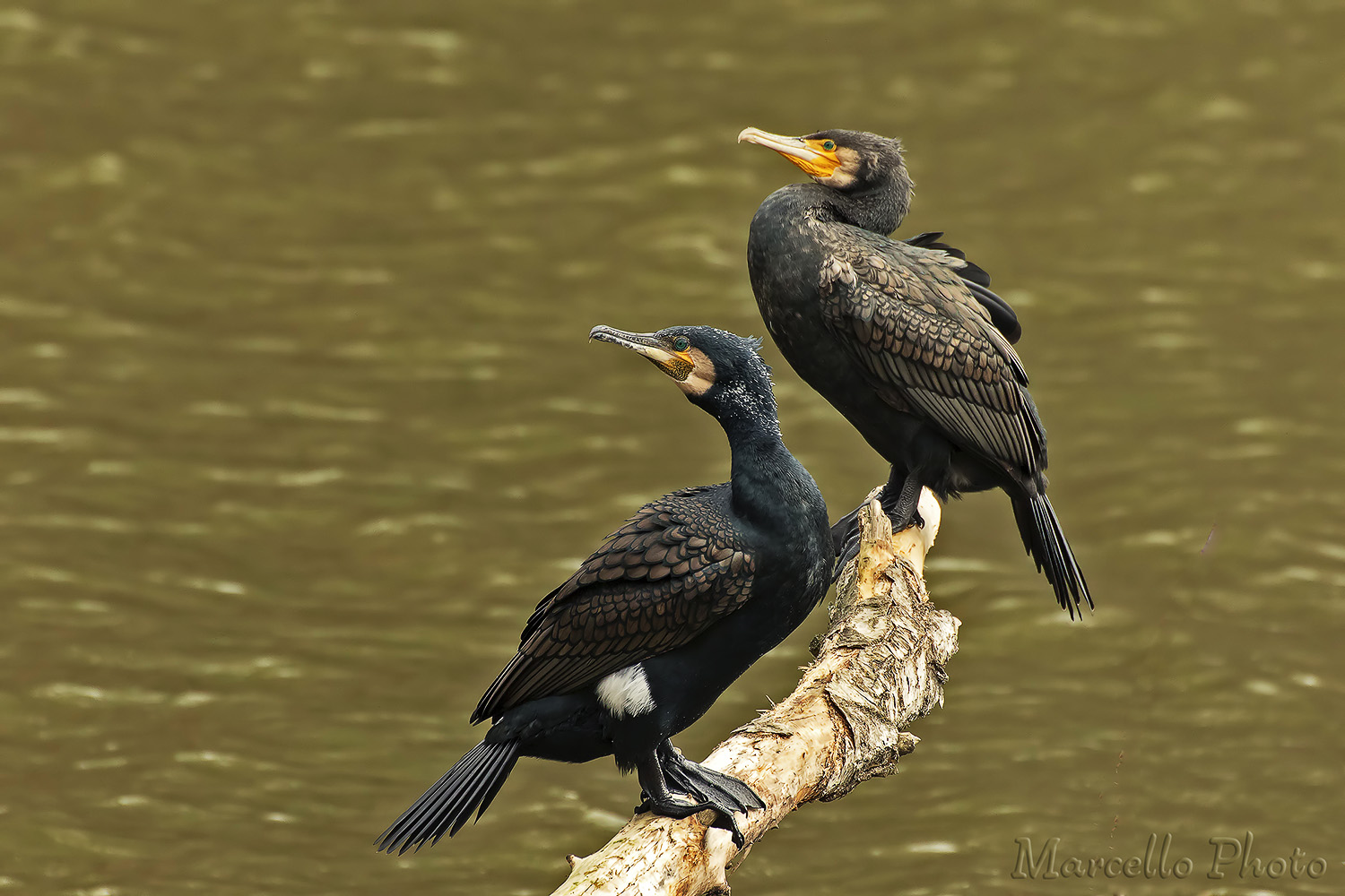 cormorani.jpg