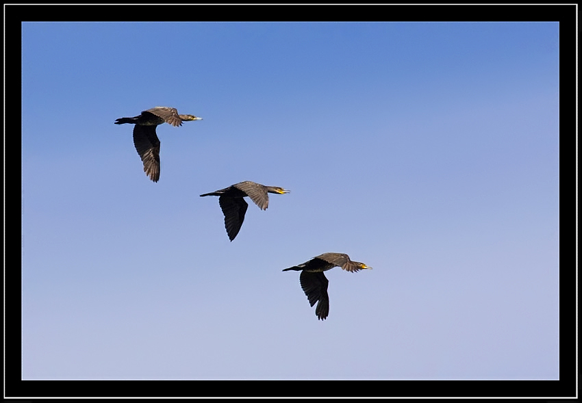 cormorani.jpg