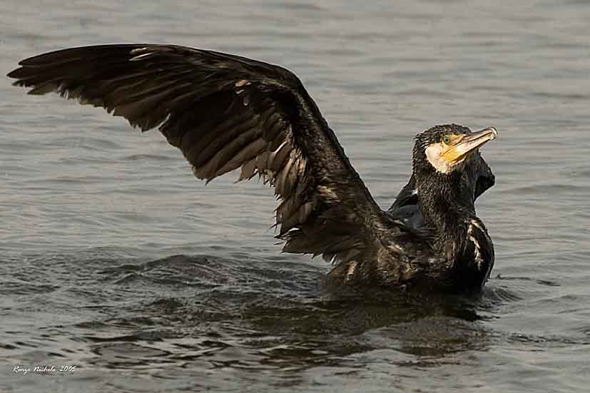 Cormorano2005_8518 f12.jpg