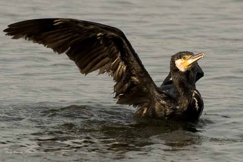 Cormorano2005_8518 f1.jpg