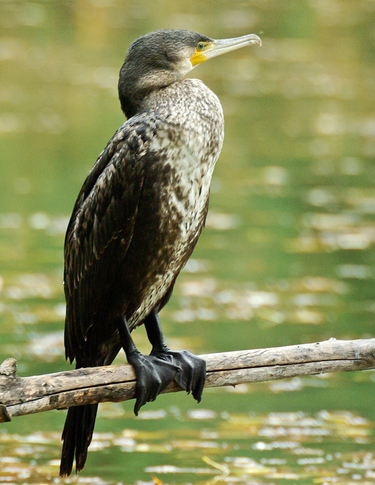 Cormorano2.jpg