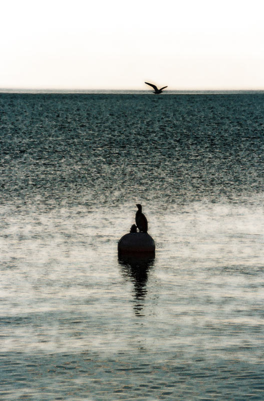 cormorano_01.jpg