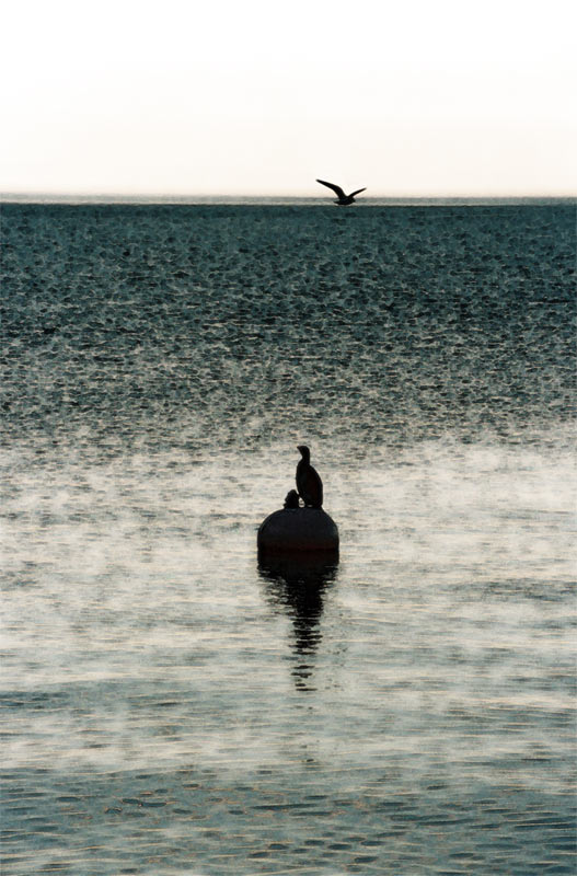 cormorano_02.jpg