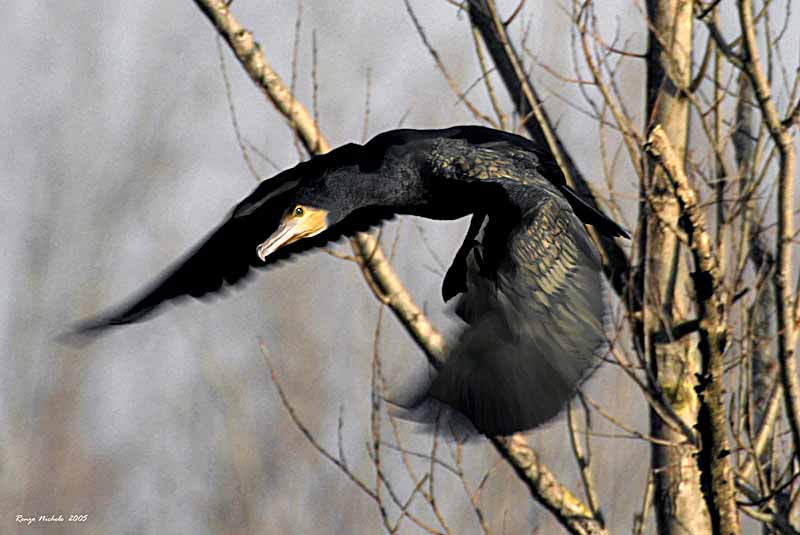 Cormorano 2005_4044 f1.jpg