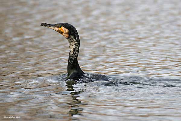 Cormorano 2005_4814 f1.jpg