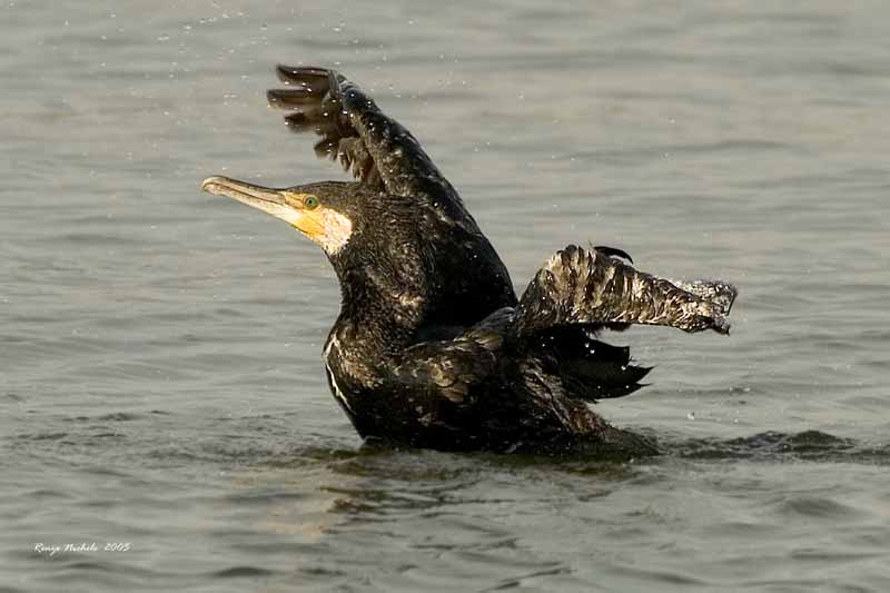 Cormorano 2005_8520 f1.jpg