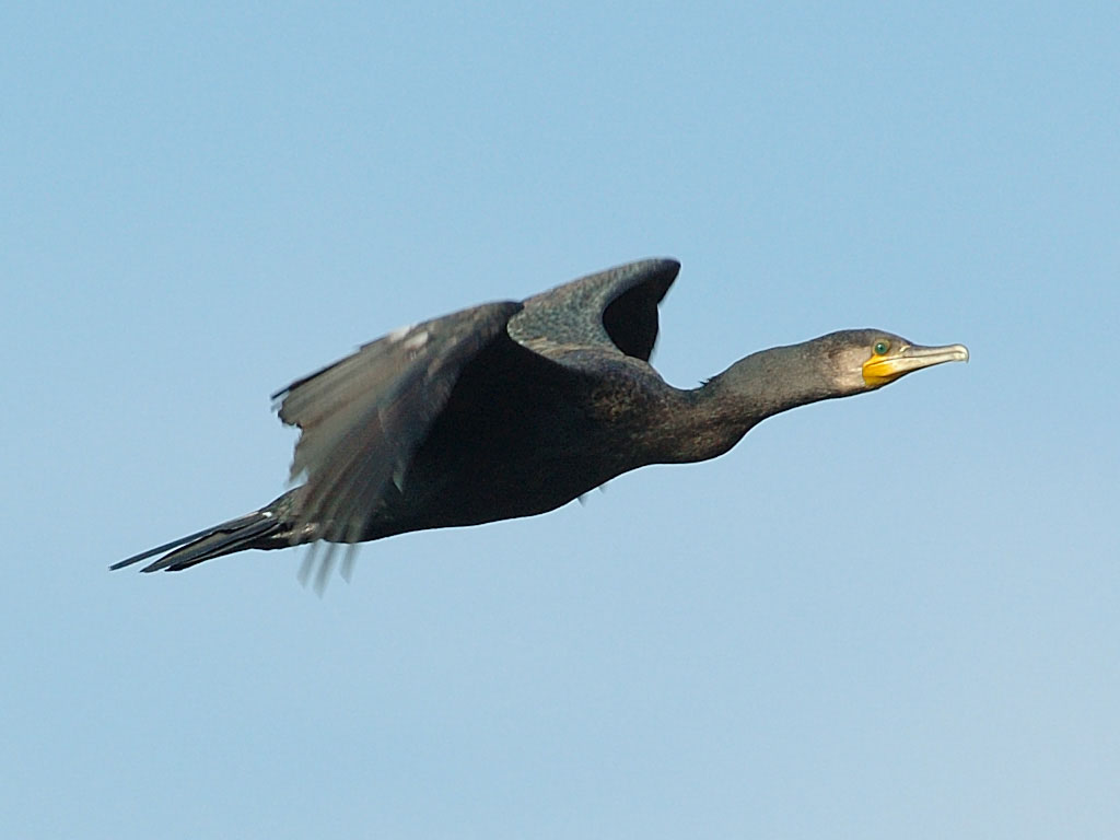 Cormorano.jpg