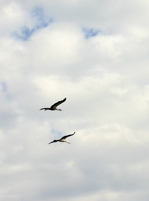 coronata-in-volo.jpg