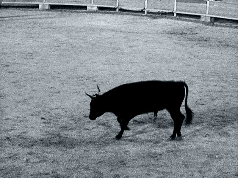 corrida5.jpg