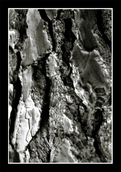 corteccia.jpg