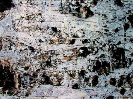 corteccia betulla FTR1.jpg