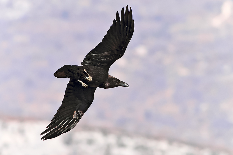corvo11200.jpg