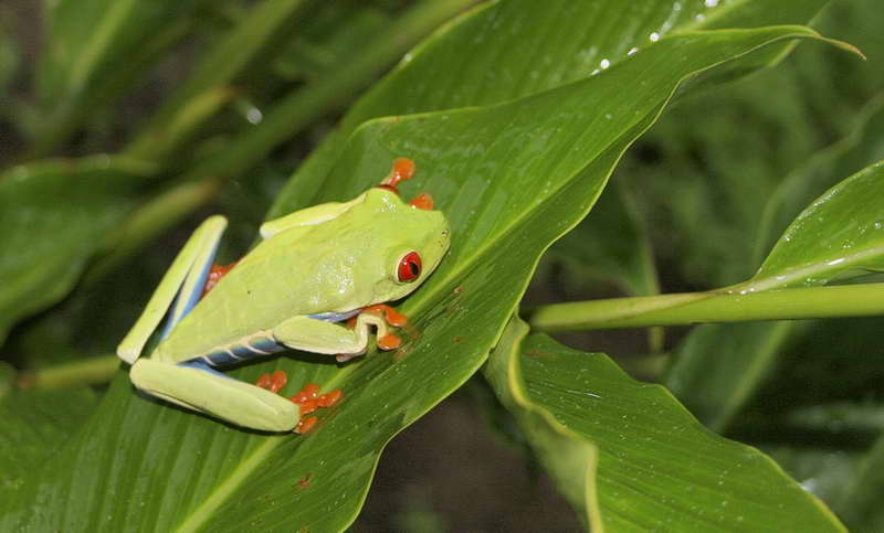 Costa_Rica_0061.JPG