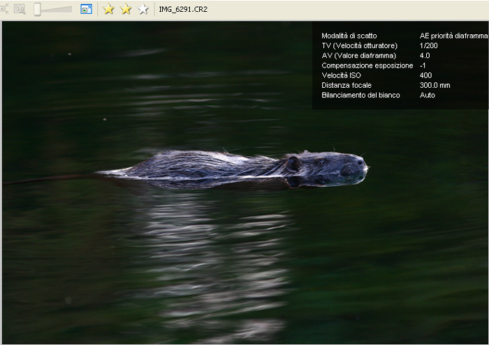 CR2-nutria.jpg