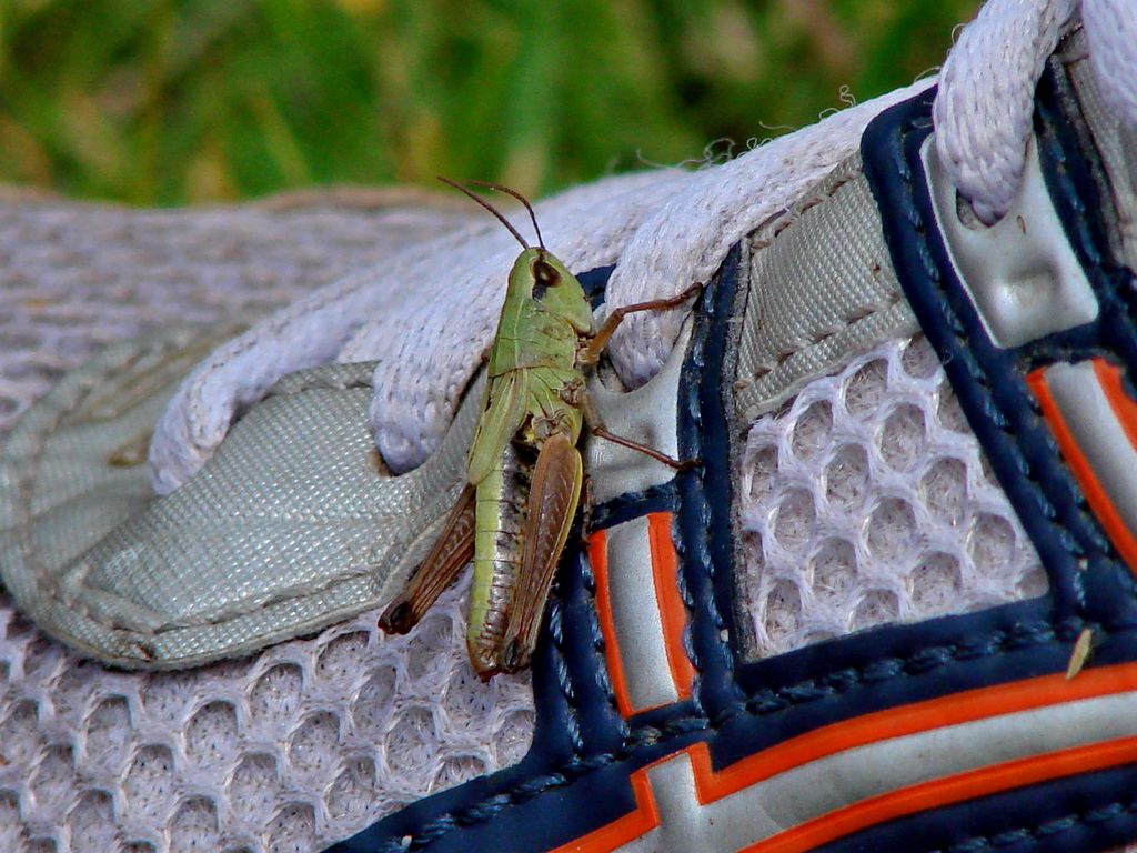 Cricri [1024x768].jpg